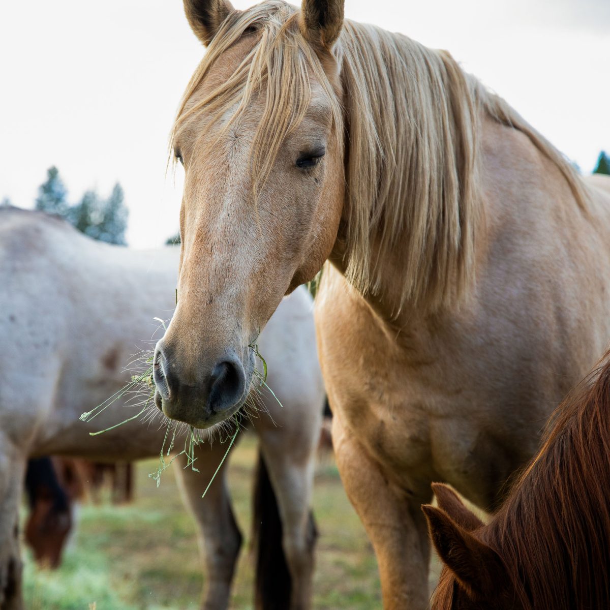 One of our horses at Greenhorn Ranch enjoying some fresh, green alfalfa.