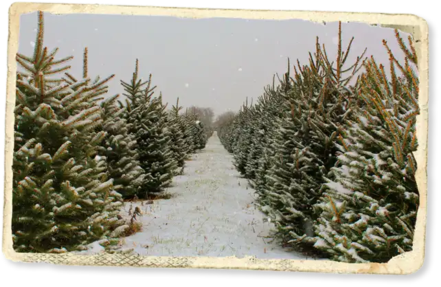 Christmas trees at Greenhorn Ranch