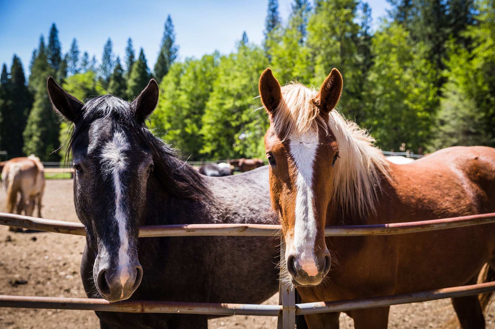 Horseback Riding At Our CA Dude Ranch Lessons, Trails, & More