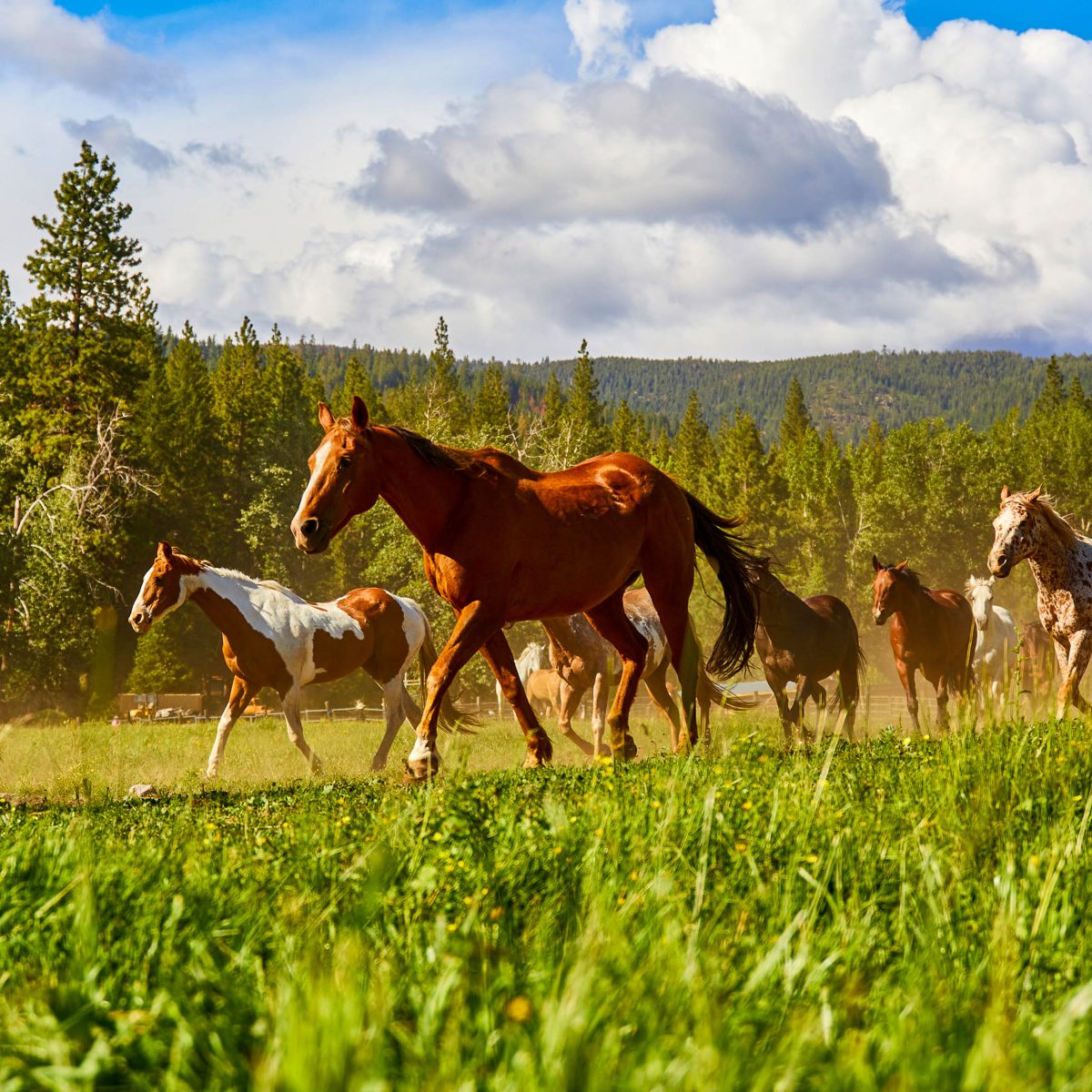 Horses at Greenhorn Ranch out running in the pasture