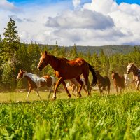 A Century of Dude Ranching, and Why the Experience Still Matters