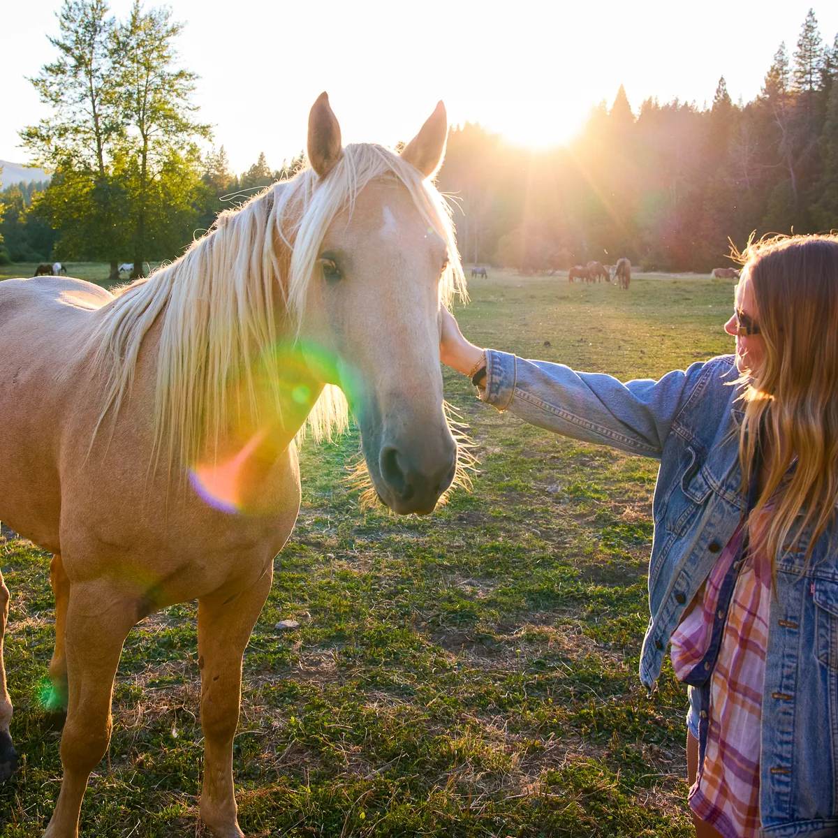 a female guest at the Greenhorn making friends with a horse in the pasture with the sun setting behind them.