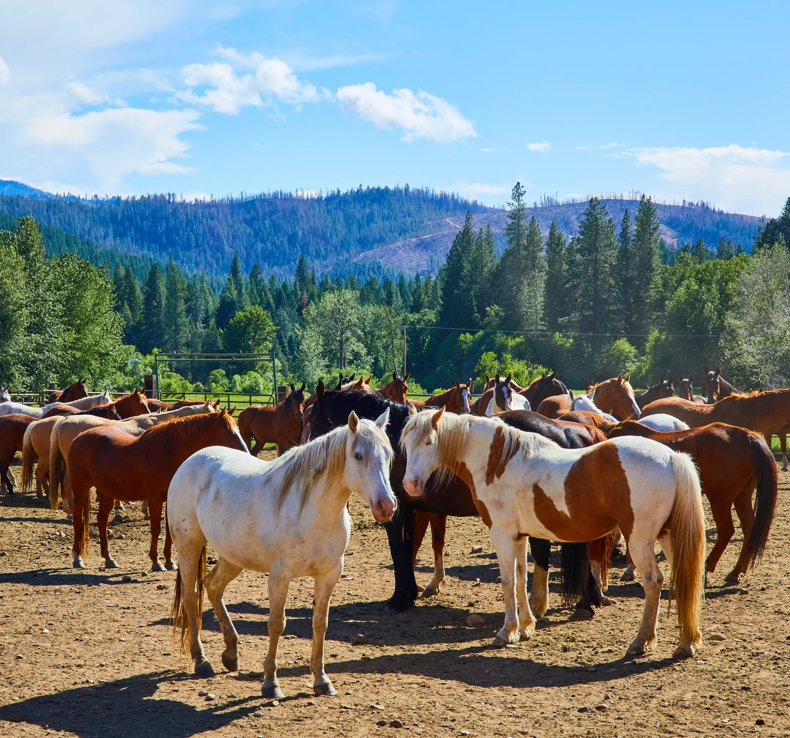 greenhorn-ranch-property-010 Horses gathered together in the corral at Greenhorn Ranch