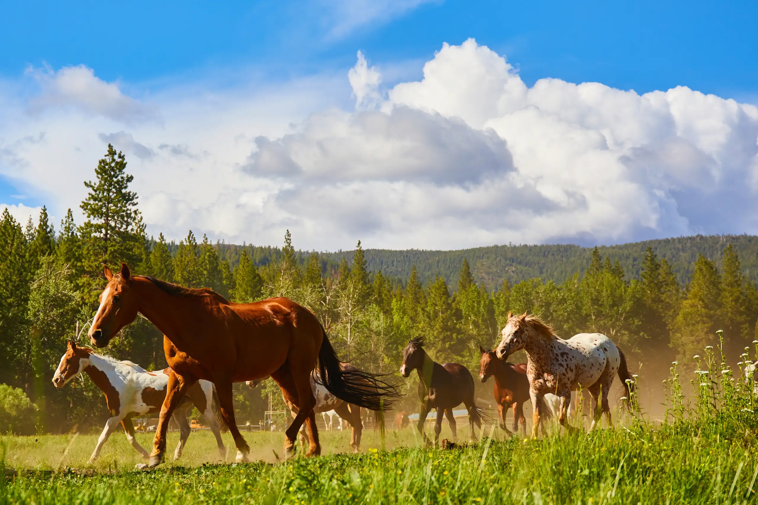Herd of ranch horses running through a mountain meadow at Greenhorn Ranch